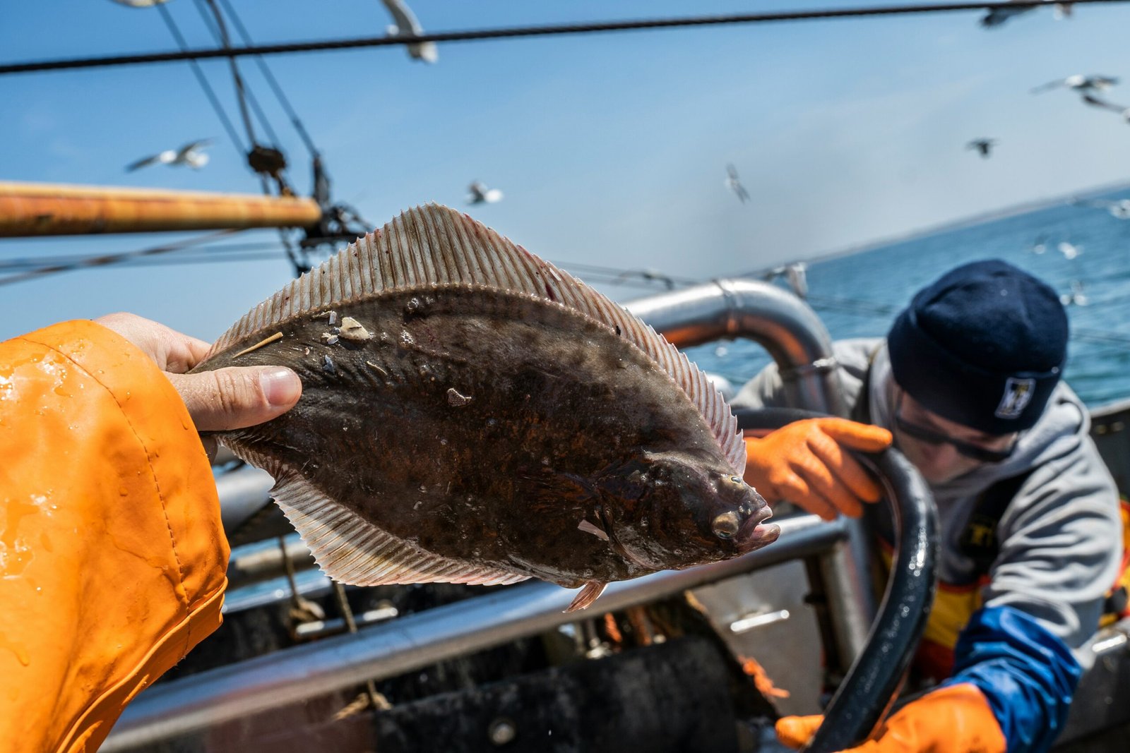 person holding black fish during daytime